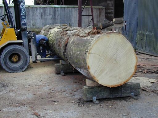 It all starts with a big tree